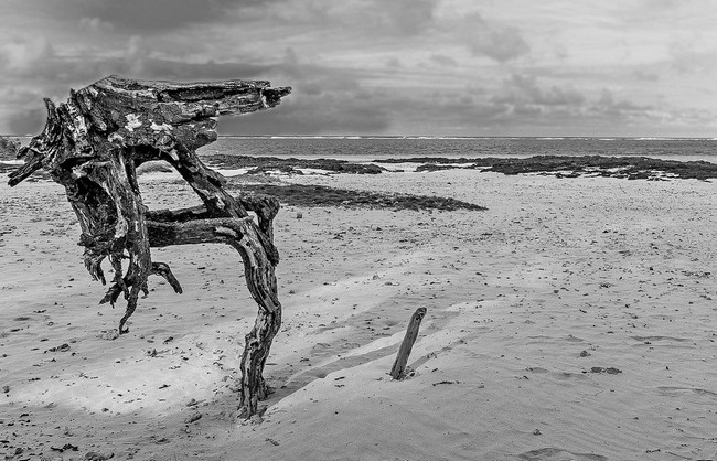 Photo HDR en noir et blanc du reste des racines sur la plage de Belle Mare Plage