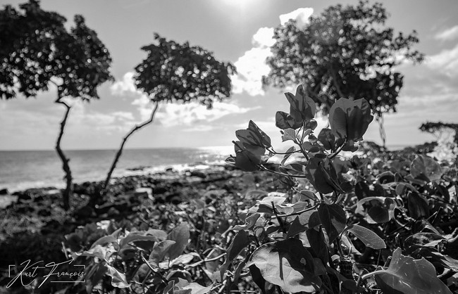 Bougainvillée rose sur la plage en face du Club Med Albion île Maurice