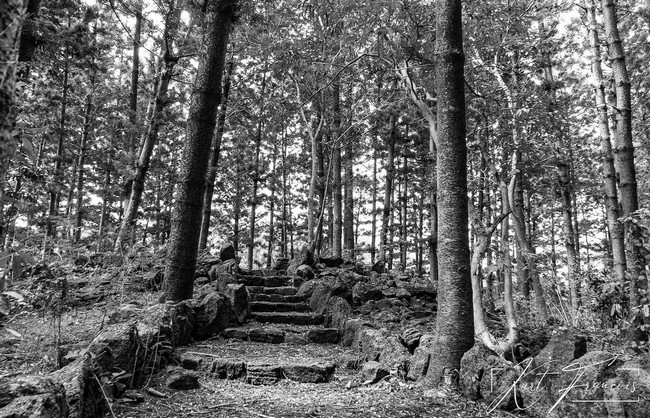 Old stone stairway at Daruty Forest Mauritius
