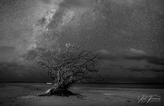 Vue de la Voie lactée à La Prairie île Maurice avec l'arbre éclairé d'un ciel étincelant et fantaisiste